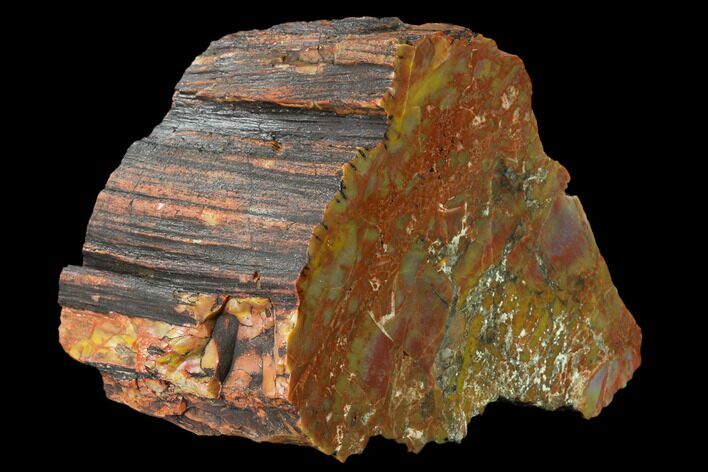 Colorful, Polished Petrified Wood Section - Arizona #136185